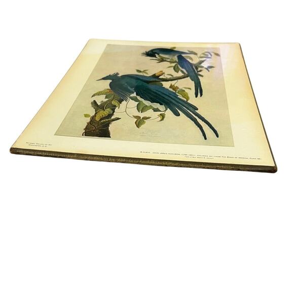 John James Audubon 1785-1851 Columbia Jay From The Birds of America Plate 96 - Picture 7 of 11